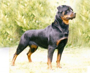 Interesting Facts About the Rottweiler