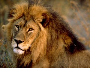 The most interesting facts about lions